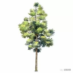 從一紙繁蔭到萬畝綠林 論70種樹木畫法與科學種植的協奏曲