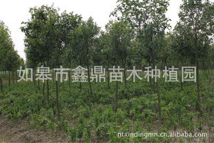 大葉女貞的種植優勢與選購指南——訪如皋市鑫鼎苗木種植園