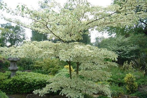 家有小院，選擇這幾種樹木栽植，樹形漂亮，還自帶香氣