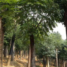 東營區碩豐林木種植農民專業合作社 扎根沃土，綠滿齊魯