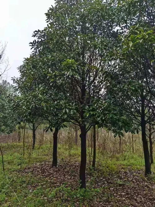 恭賀荊州區綠韻苗木種植經營部入駐苗木通——匠心育苗，綠動荊楚