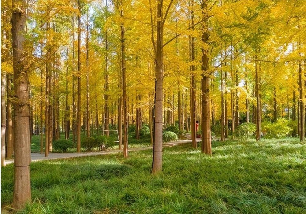 輝黃杉 城市保健理療者與綠色景觀的靈魂