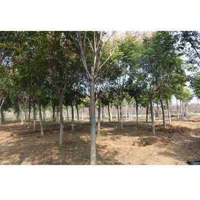 鄢陵陳辰苗木基地 欒樹品種齊全，助力綠色生態建設