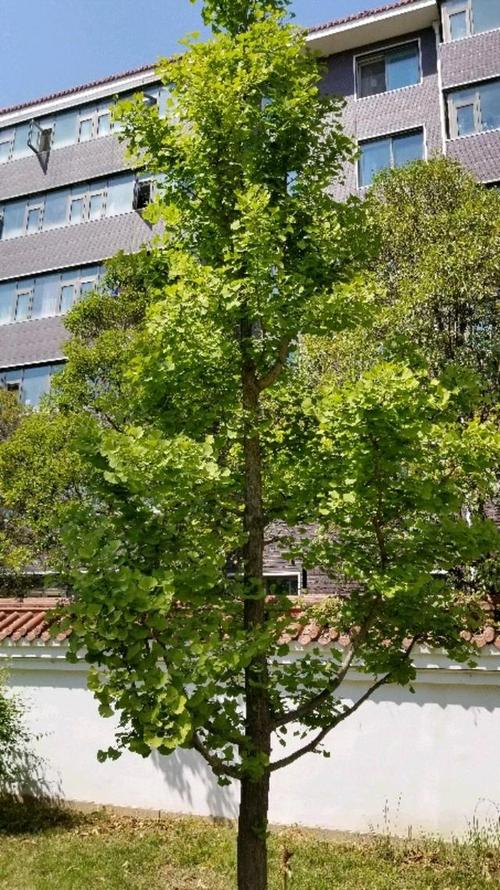 種植銀杏樹，需要注意什么？全面指南助你成功培育