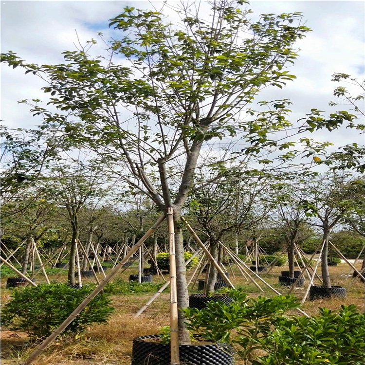 湖北基地種植山櫻花 臺灣牡丹櫻 大紅櫻花