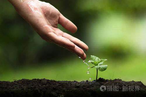 種植一棵樹,種植咖啡樹,新鮮度,保護樹木,澆水, 成長, 綠色的手