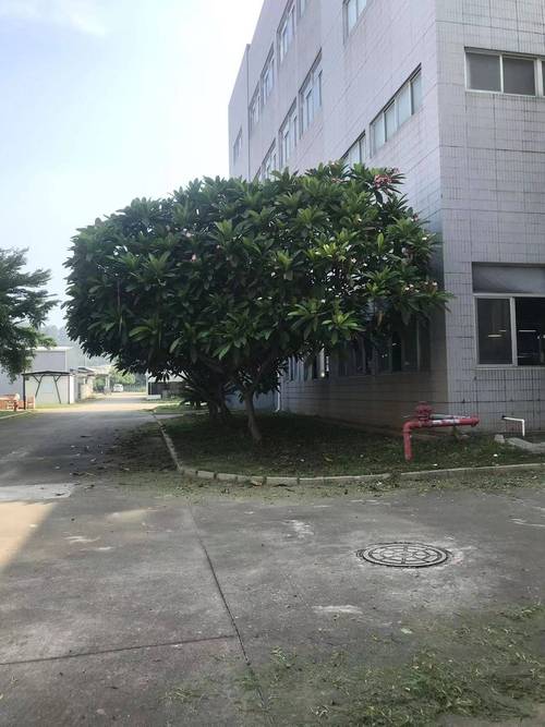廈門工廠可種植的樹木品種